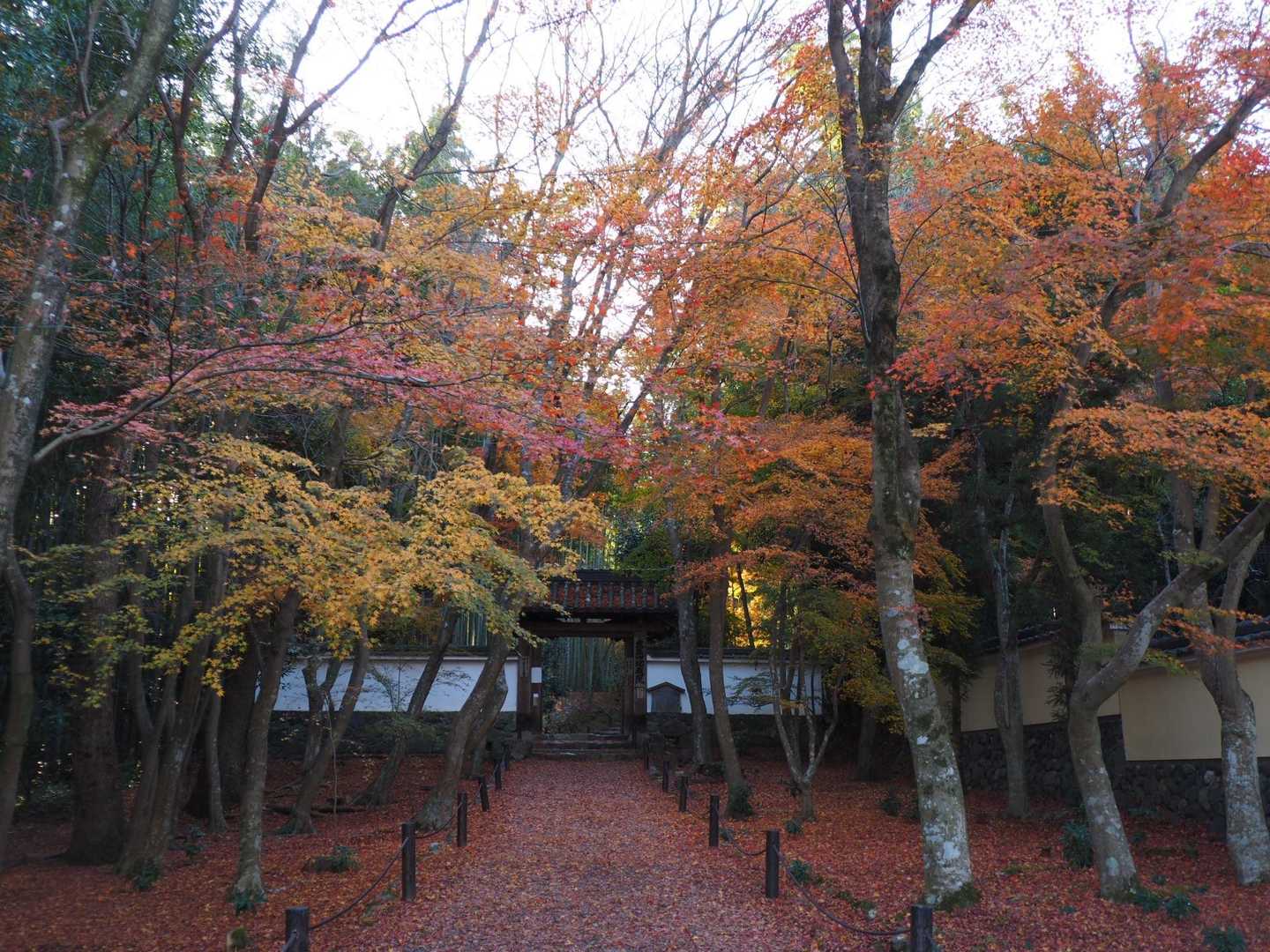 地蔵院前、お日様が翳って紅葉がさえません🥲