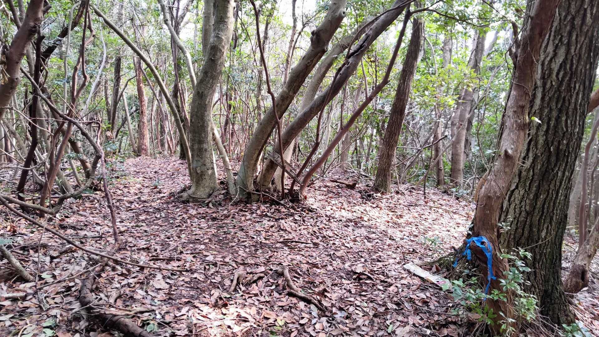 分岐に戻って嵩山へ
ここから鳥打峠までが今回の注意箇所⚠️