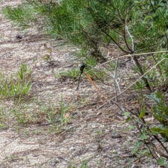 オニヤンマ？