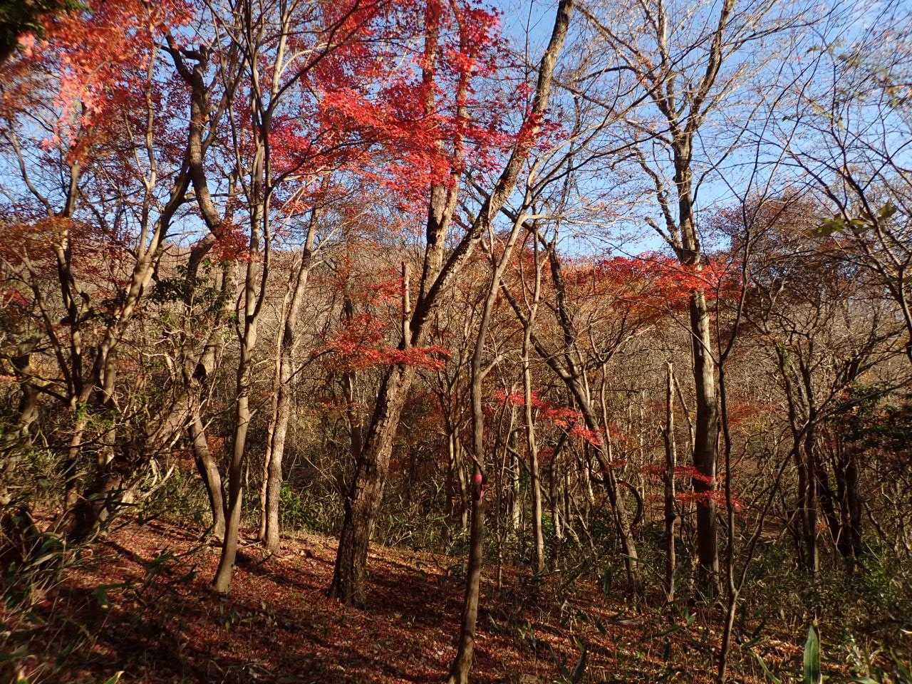 往生山登山口-極位峰-往生山 周回コースの写真