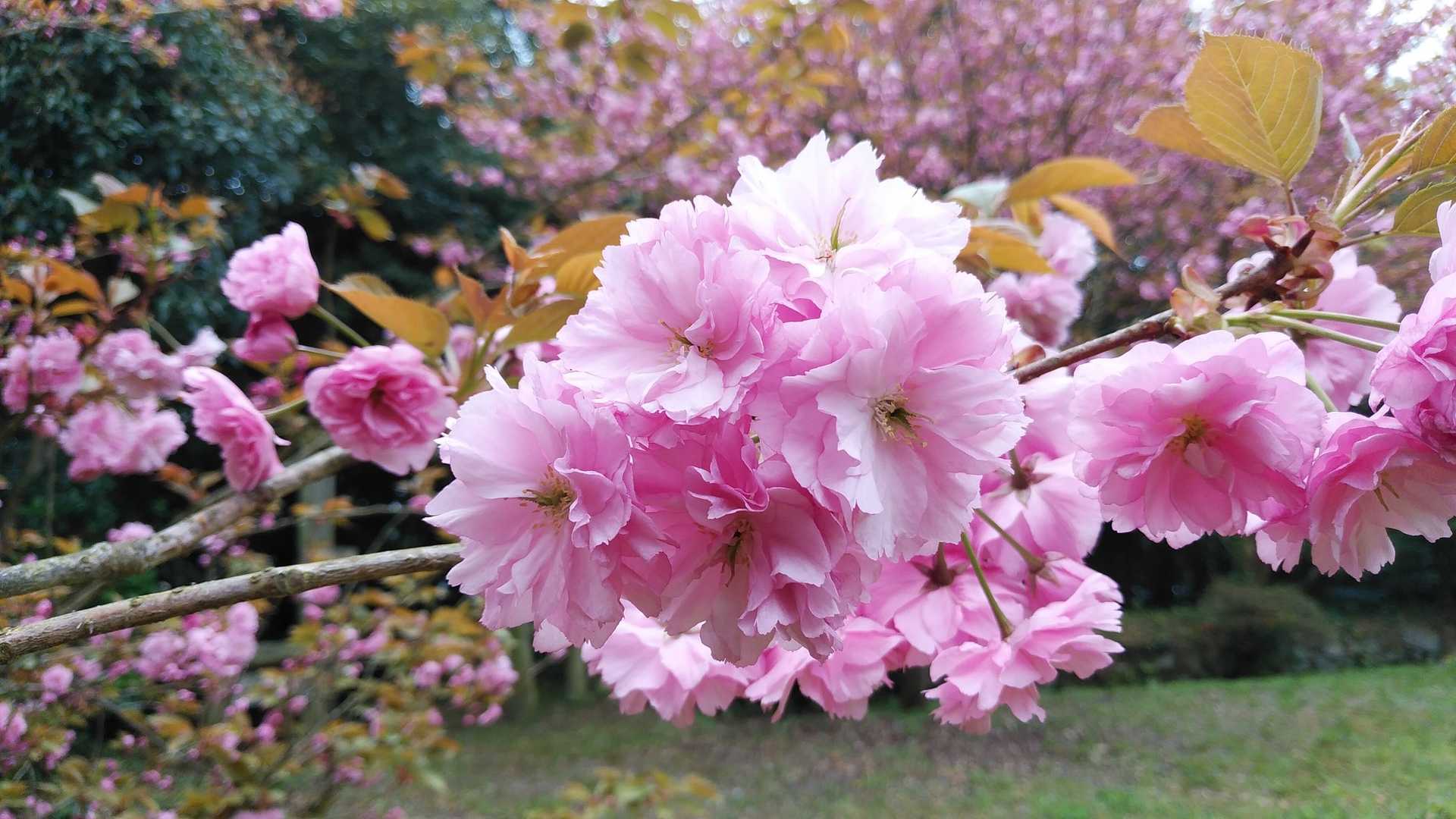 山頂は、八重桜が満開でした！