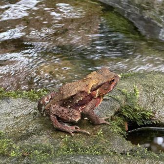 気づかず踏みそうになった。