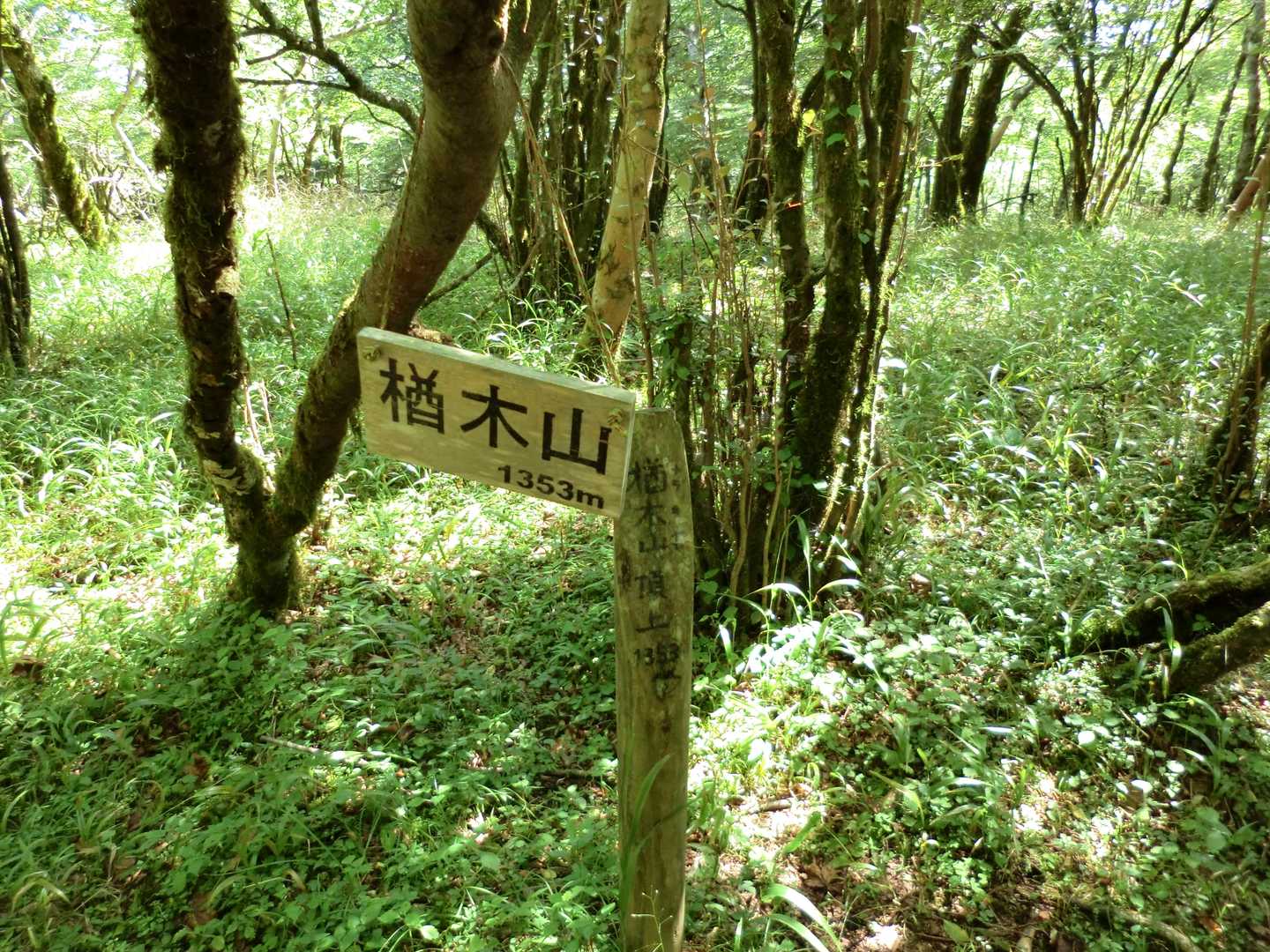 楢木山で引き返しますけどもあまり登り下りは無いので大同山まで行っても良かったかも。