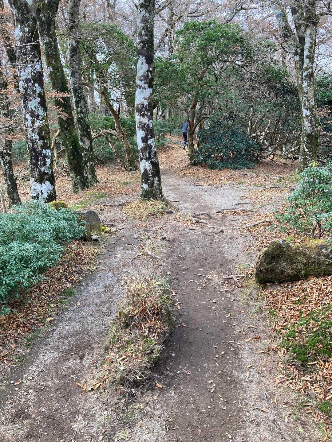 公園みたいな良い道が時々ある　🙆‍♀️