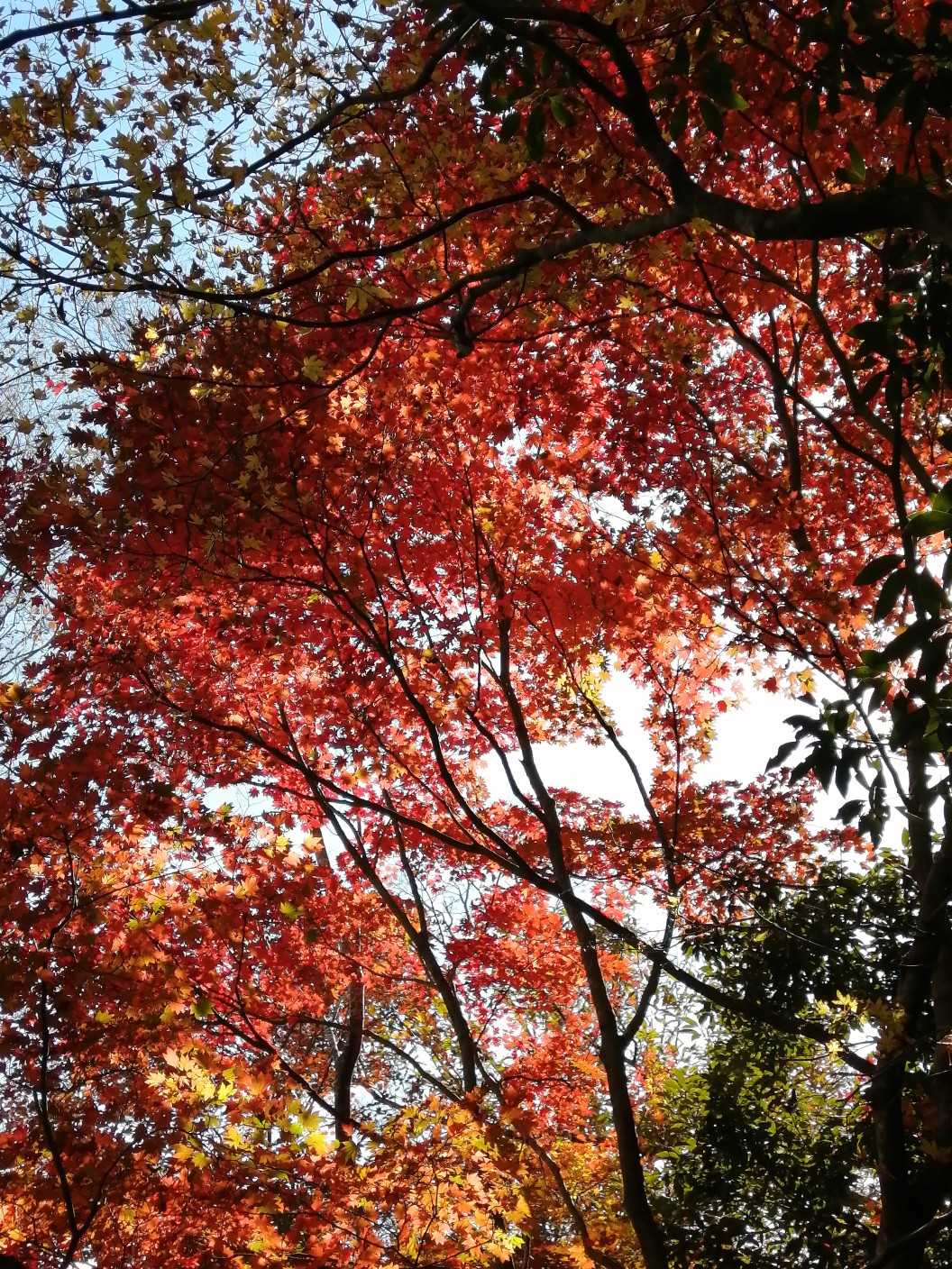 真っ赤🍁
