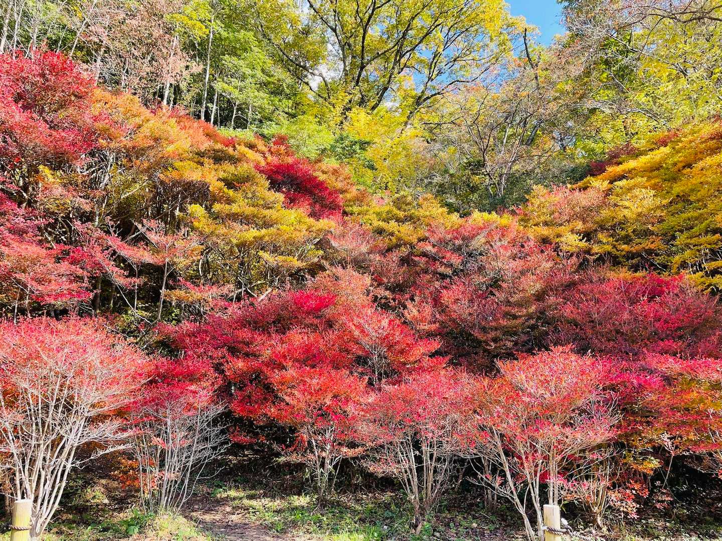 途中のドウダンツツジ