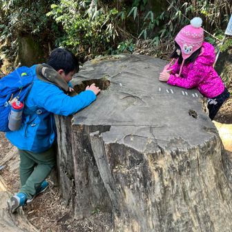 息子「年輪って一年で一本増えるんだよ」
娘「へぇ〜💡」