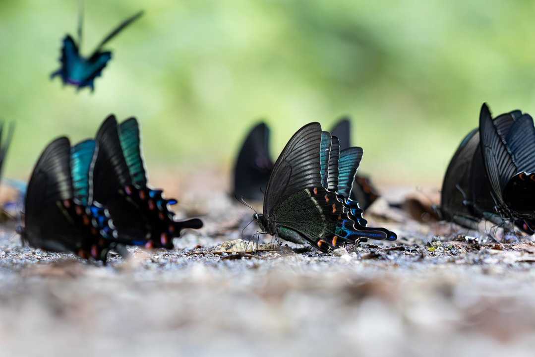 ミヤマカラスアゲハとクロアゲハの集団吸水 / とれいしさんの