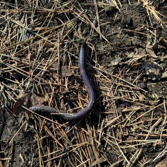新年からミミズ🪱保護活動して踏まれないように避難させました。今日は素手で摘んだら、メガネちゃんがおそらく引いてた🤣多分、、その手、どうするの…？みたいな目で見てた