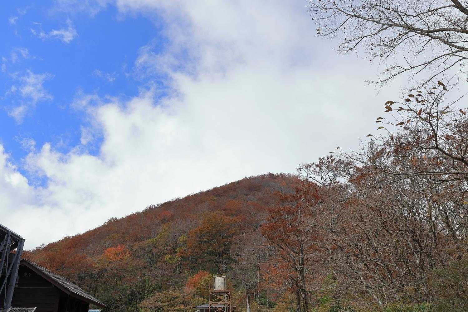 「立烏帽子山」が紅葉してます