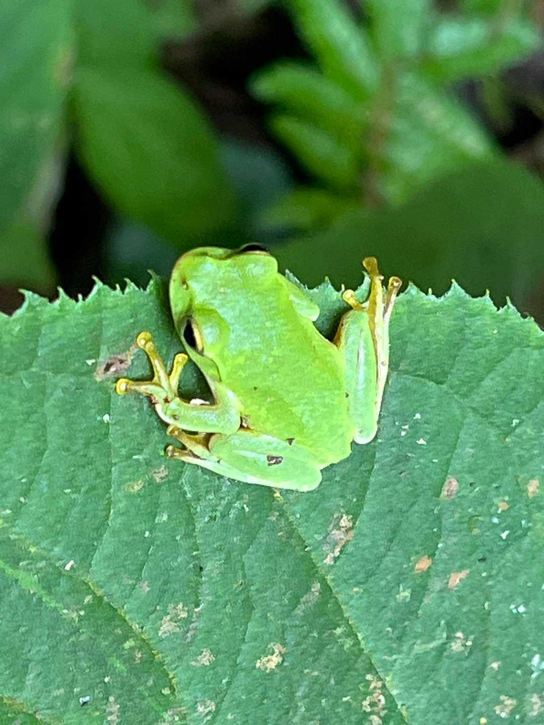 アマガエル🐸
ちっちゃくて可愛い
