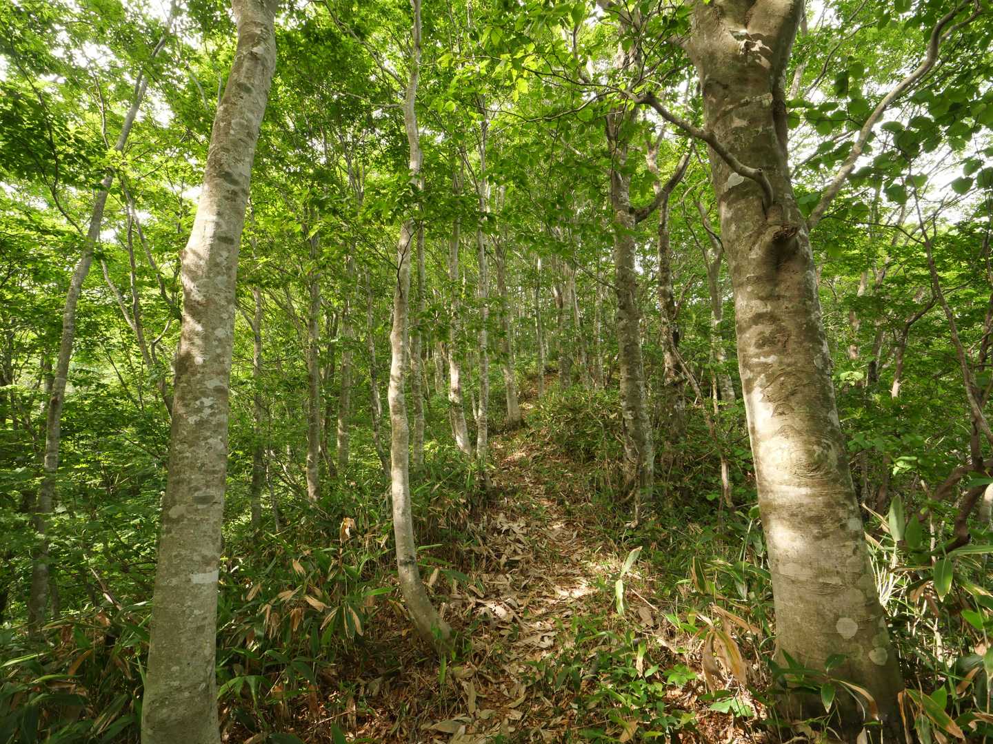 尾根上は快適なブナ林の登山道」