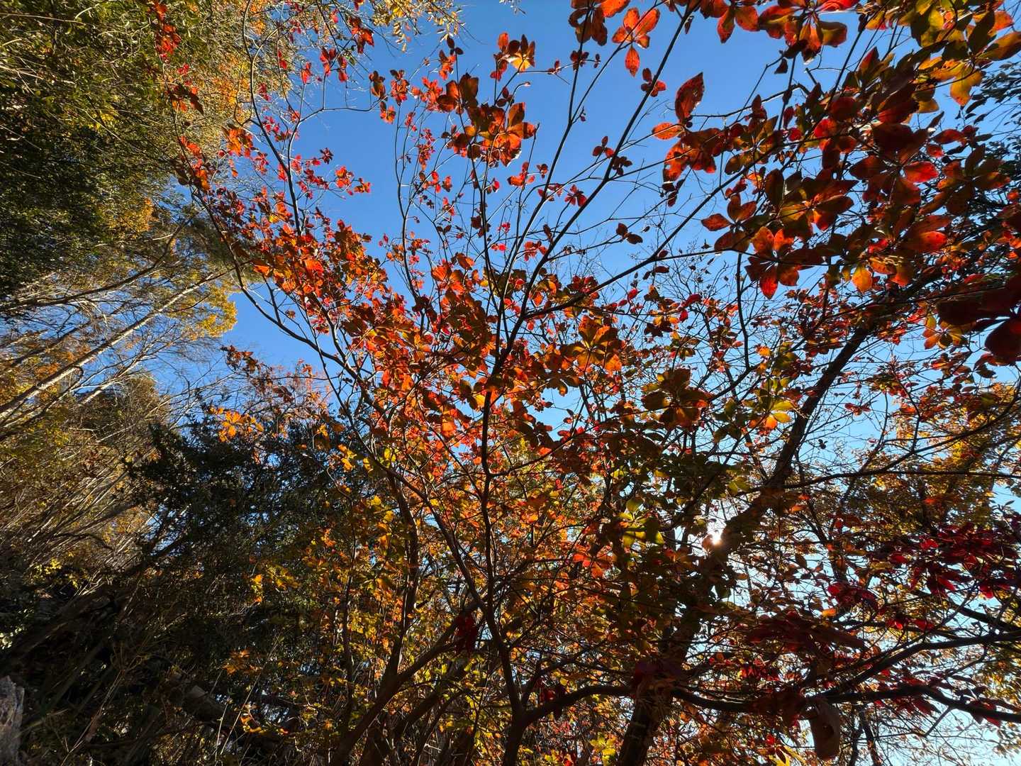 🍁