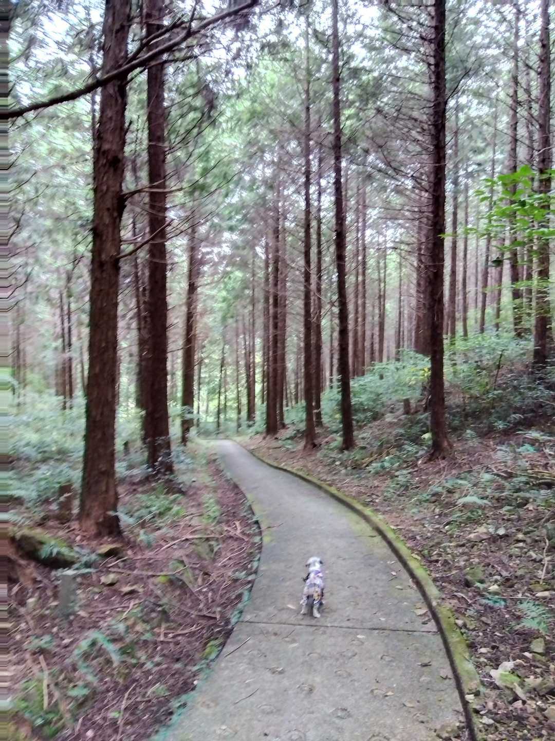 やっぱりマルちゃんは 山が好きみたい！