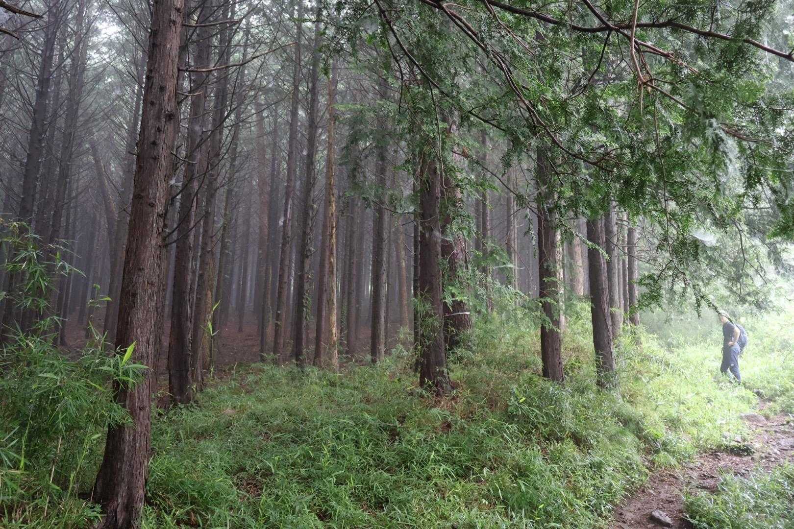 霧？
クマが出そうで
ちょい心配