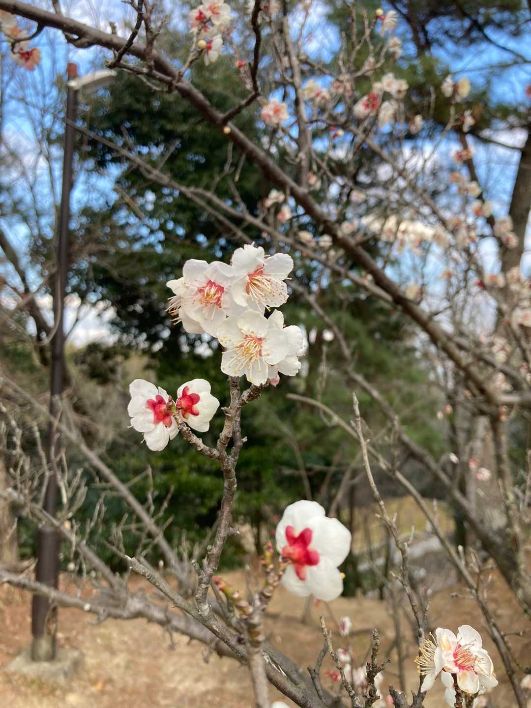 梅が綺麗✨いい香り❣️