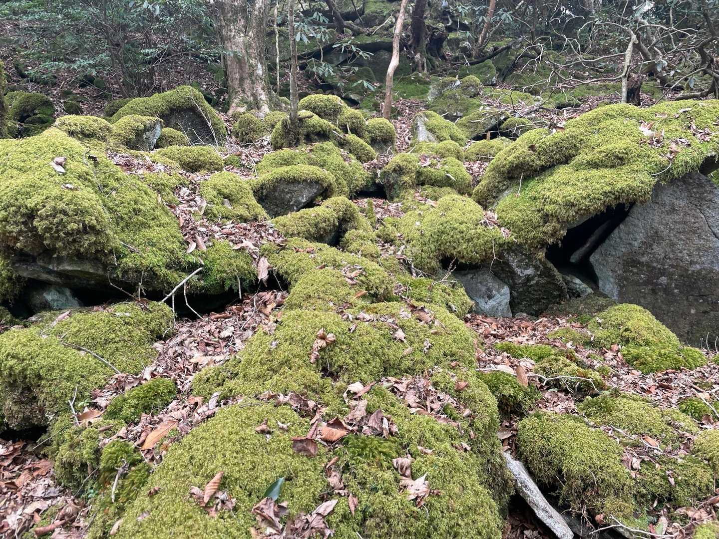 稜線に来て、多少余力が出てきたのか苔なんか撮影してみたり😁