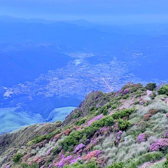 明るくなってくると終わりかけのミヤマキリシマがちょっと見えてきました🌸
