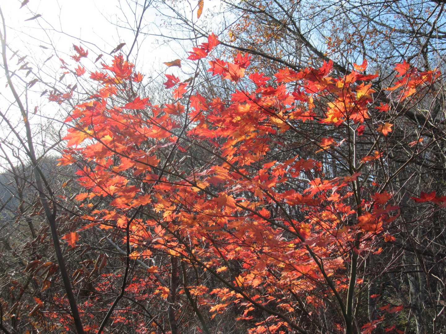 きれいな紅葉。
なだらかな尾根をしばらく登って行きます。