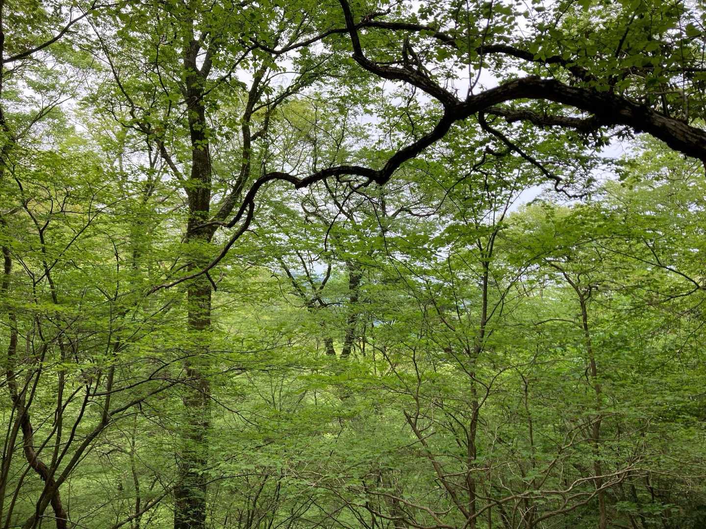 犬ヶ岳〜釈迦岳〜二ノ岳 周回ルートの写真