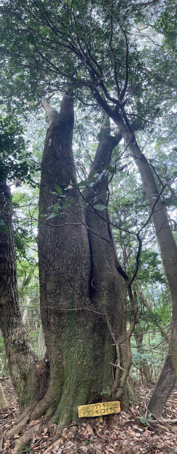 ラブラブノキ🌲🩷🌲