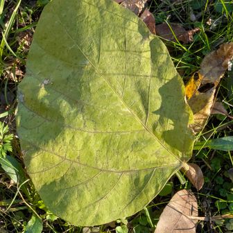 わーこんな真ん中ズレてる葉っぱってあるんだね🧐