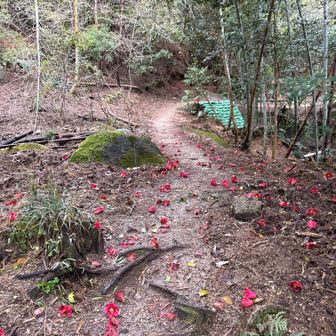 雨でツバキが落ちている
