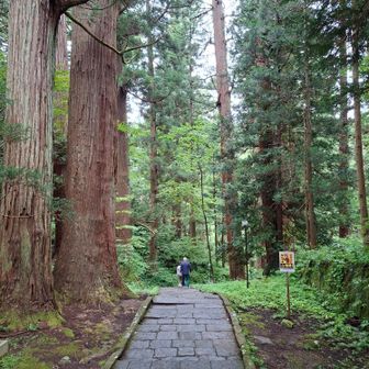 大きな杉が連なっています。
