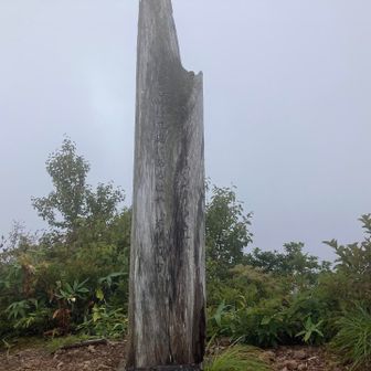 「ほんのモキチ」茂吉さんの奥様悪妻だったみたいです。来年の朝ドラ面白そうです😉