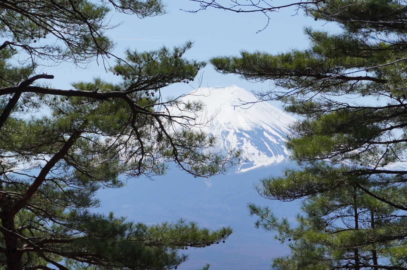 松と富士山、ザ・日本って感じ