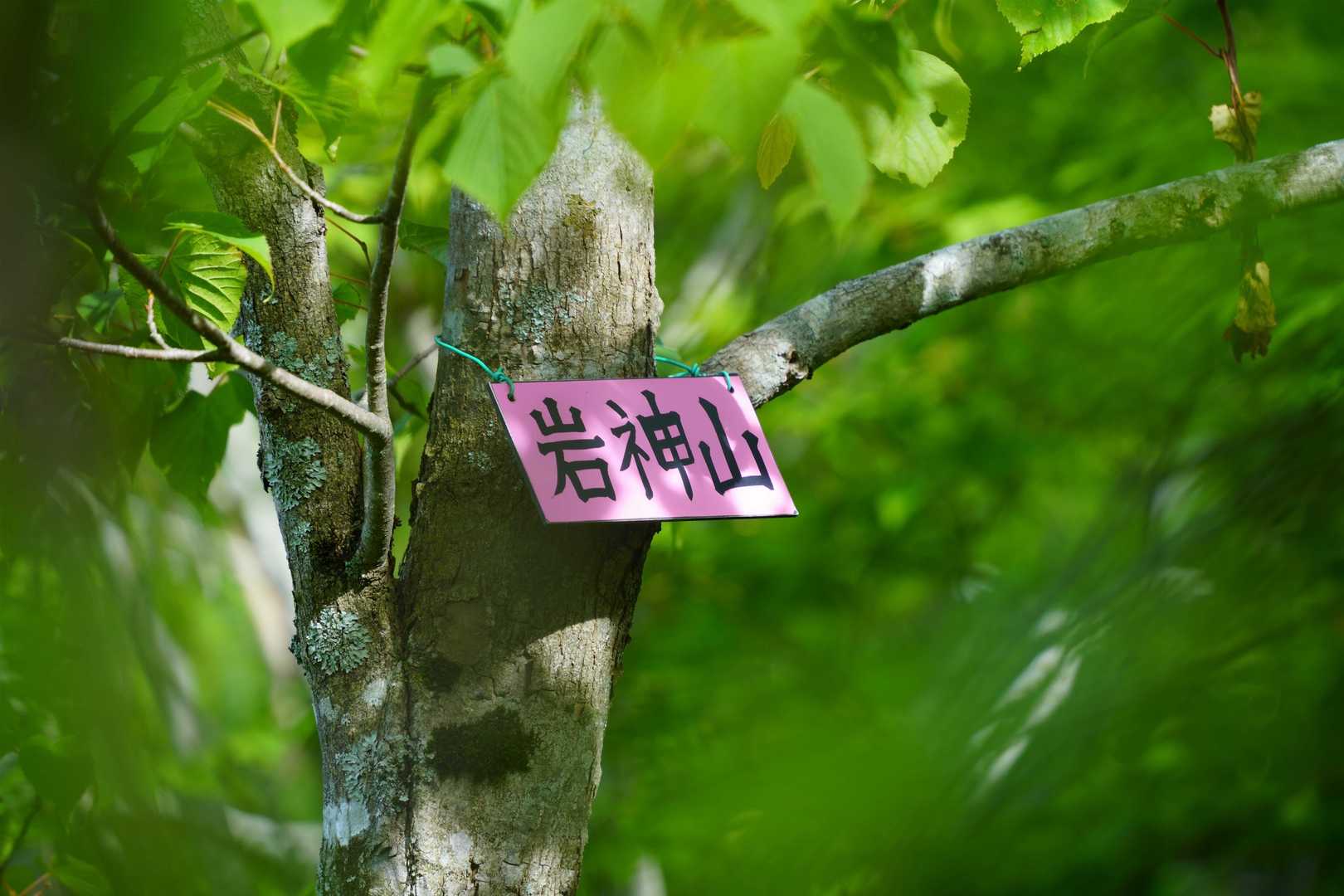 岩神山の山頂は狭い樹林帯の中で、眺望はありません。