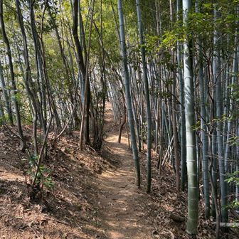 足元の筍のこ　かなり掘り返し跡あり　猪？