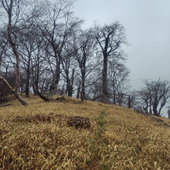 三ツ合山付近はとても良い雰囲気。晴れてれば向こうに深南部がドーーン！