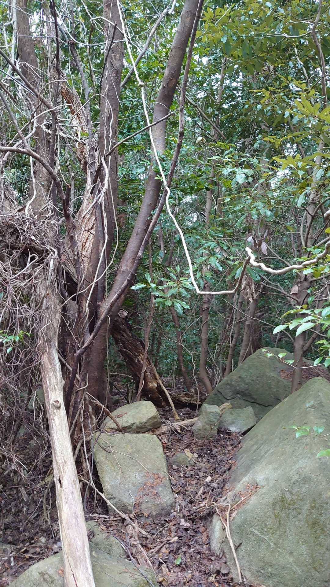 ここが山頂らしい。山名標識はありません。