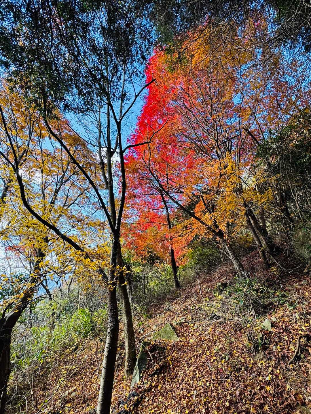 灰ヶ峰 周回コースの写真