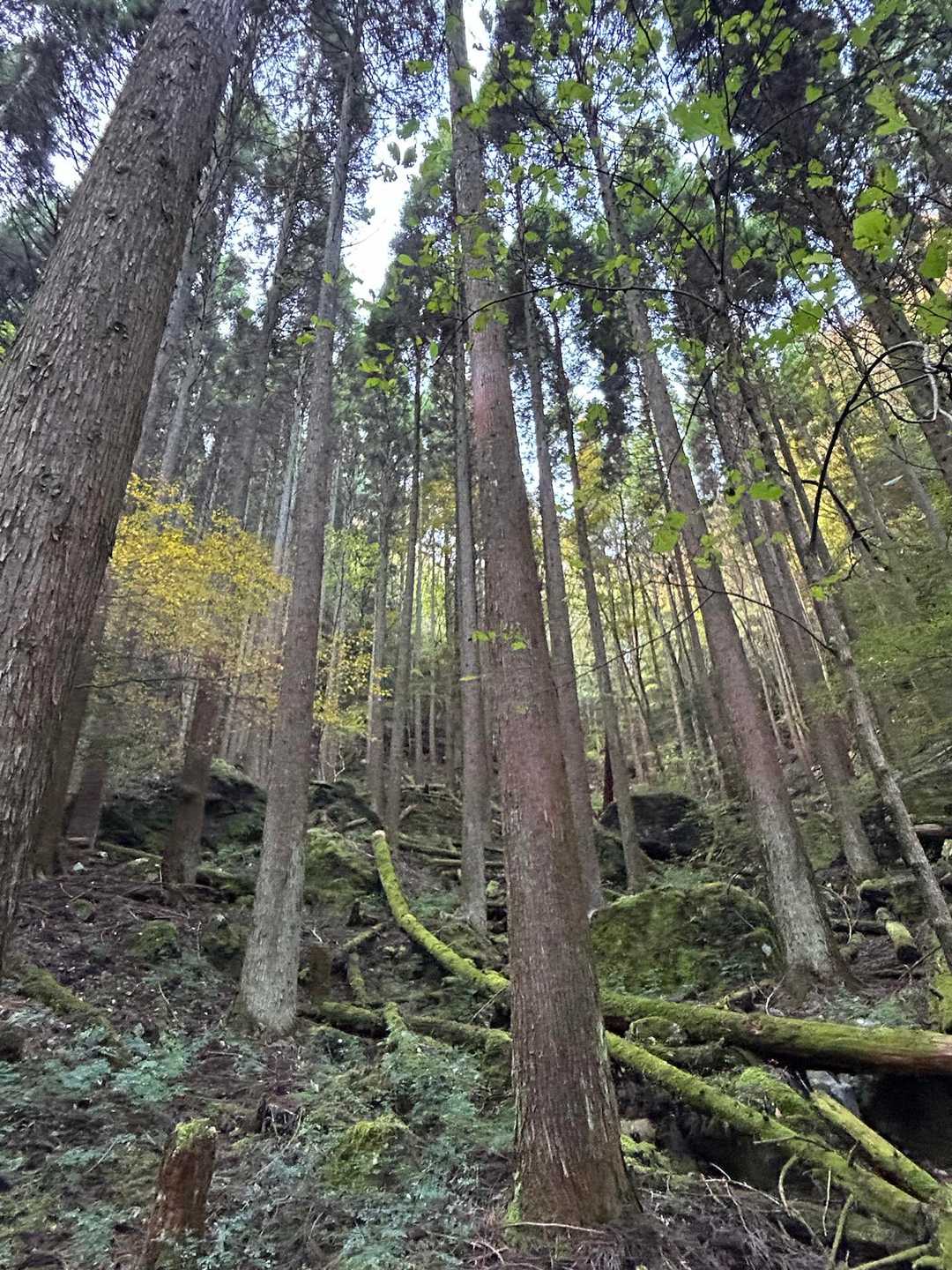 八丁越-大障子岩 往復コースの写真
