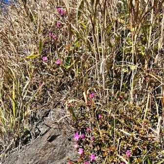 ちょっとだけミヤマキリシマも咲いてました〜🌸
こめこパンさんが少し下りられて「もう少しでーす！」と教えてくださいました。写真も撮っていただきました〜🙇‍♀️ありがとうございます🙏✨
もうひと頑張り〜💪😤