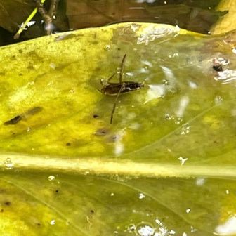 マツモムシ

仰向けに浮かんでいる
水面に落ちた虫などの体液を吸う
捕まえると口で刺される事がある