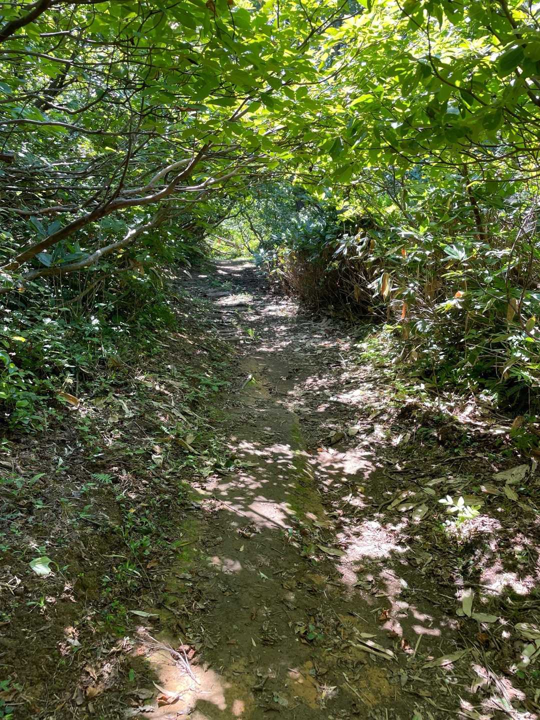 奥獅子吼山 往復コースの写真