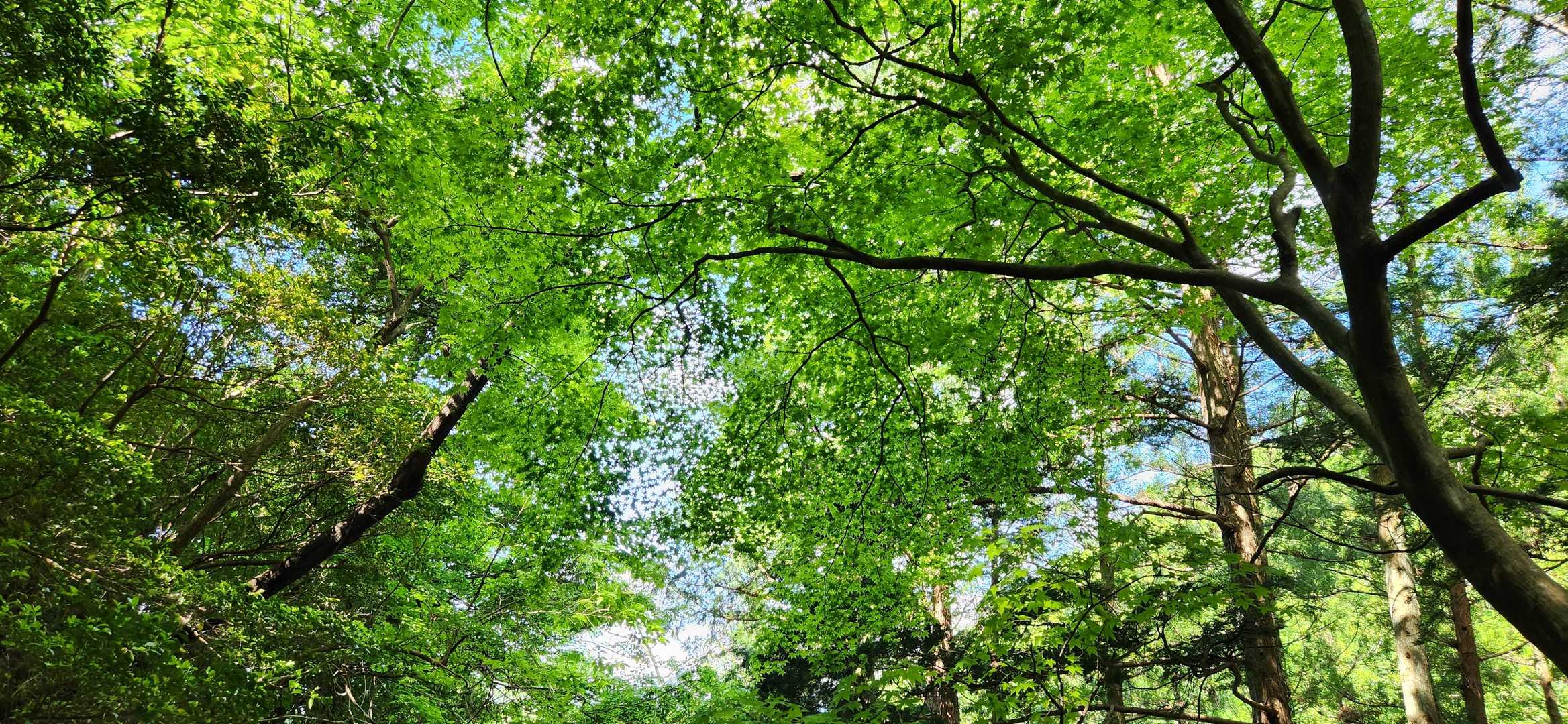 新緑の季節清々しい🌿