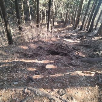 さぁ、本日1番行きたかった景信山へ💪
って…いきなり急下降ですか…😰