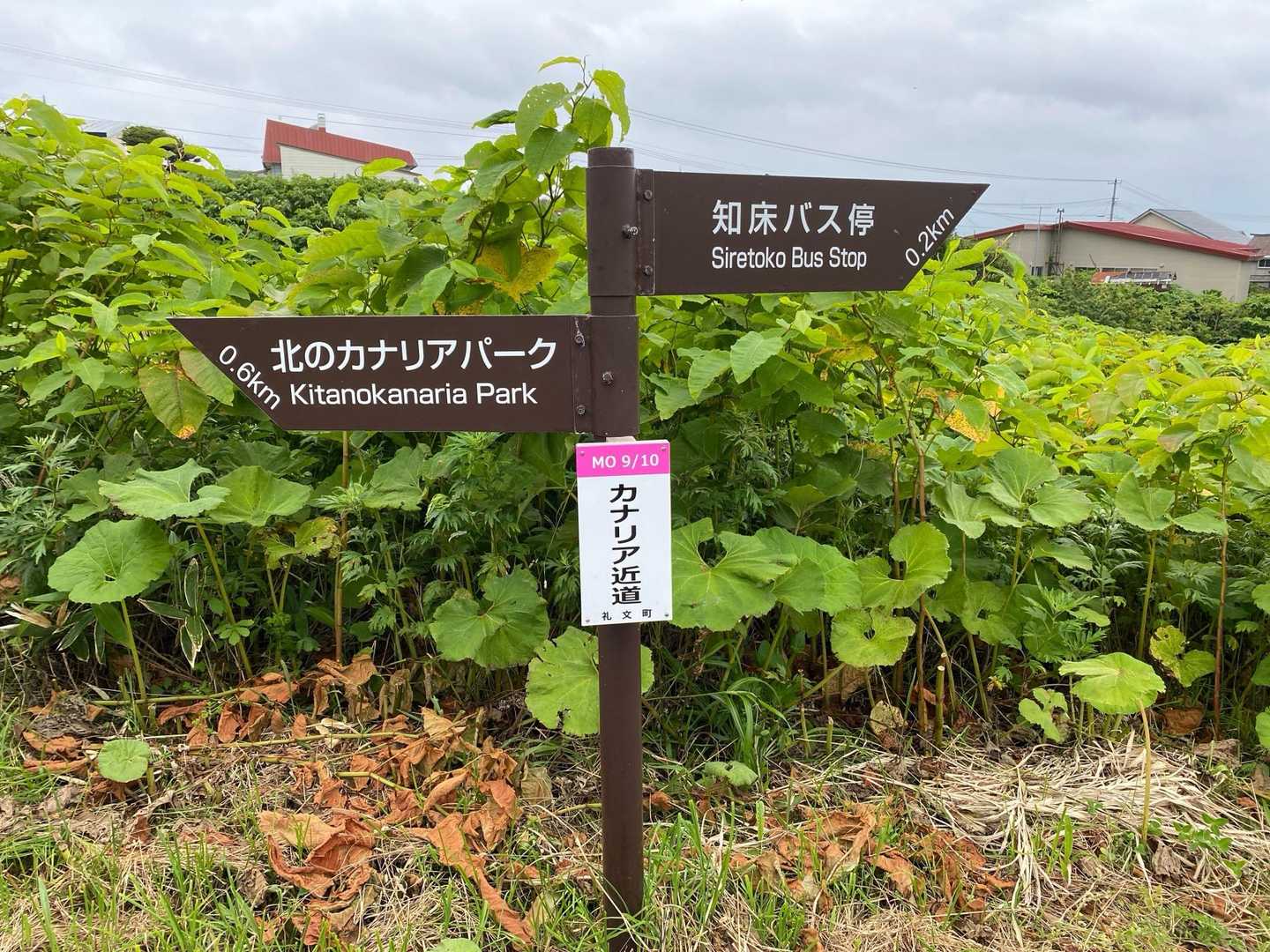 北のカナリアパークへ