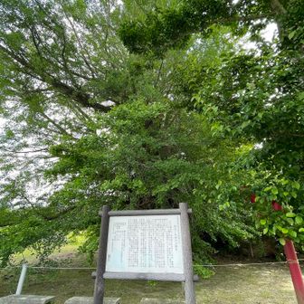 垂乳根の大銀杏
青森県の天然記念物になっているそう