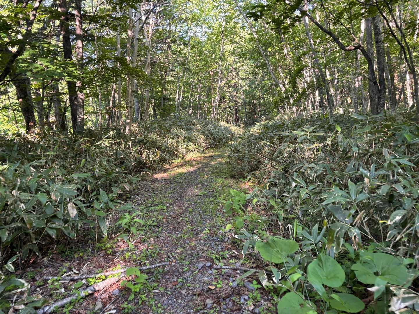 下り切ったらあとは下り基調の林道歩き　警笛吹きながら歩きます🚶‍♂️🚶🚶‍♀️🚶
登山口から7㌔なかなか　人によっては気持ちやられるかも