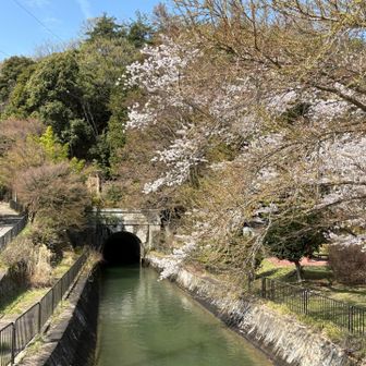 おにぎりを食べながら疏水の流れをみて、
「明治時代の先人が、
将来の京都、未来の日本のためにと作った疏水。
現代でもこうして流れているのを見ていると、
先人たちへの尊敬の念が自然と湧いてくるなぁ」
としんみり感慨にふけっていると、、