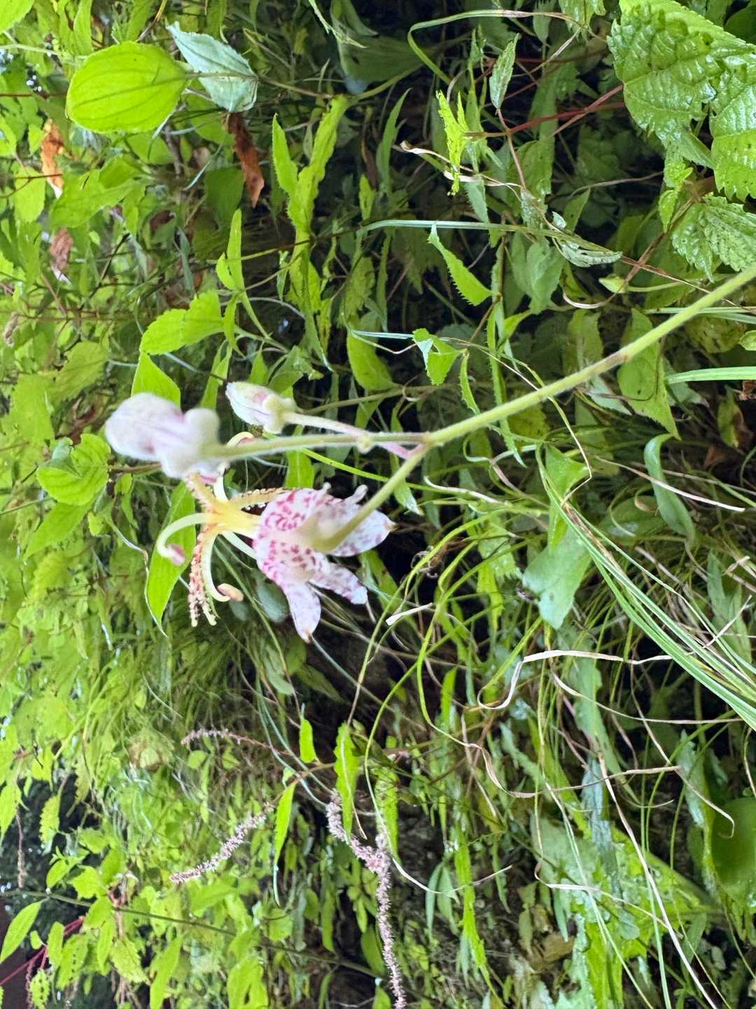 みんな花に詳しいので勉強になる🌺

