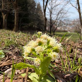 花が咲きすぎたふきのとう。
蕾のふきのとうがあったらなぁ。
今年はまだ天ぷらで食べてない。
