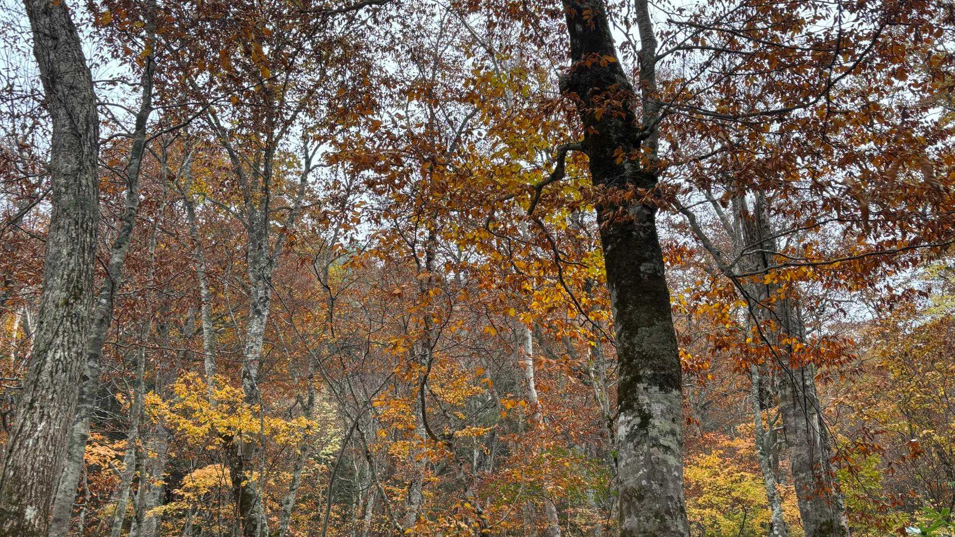 でもでも、山に入れば紅葉だって楽しめる🍁