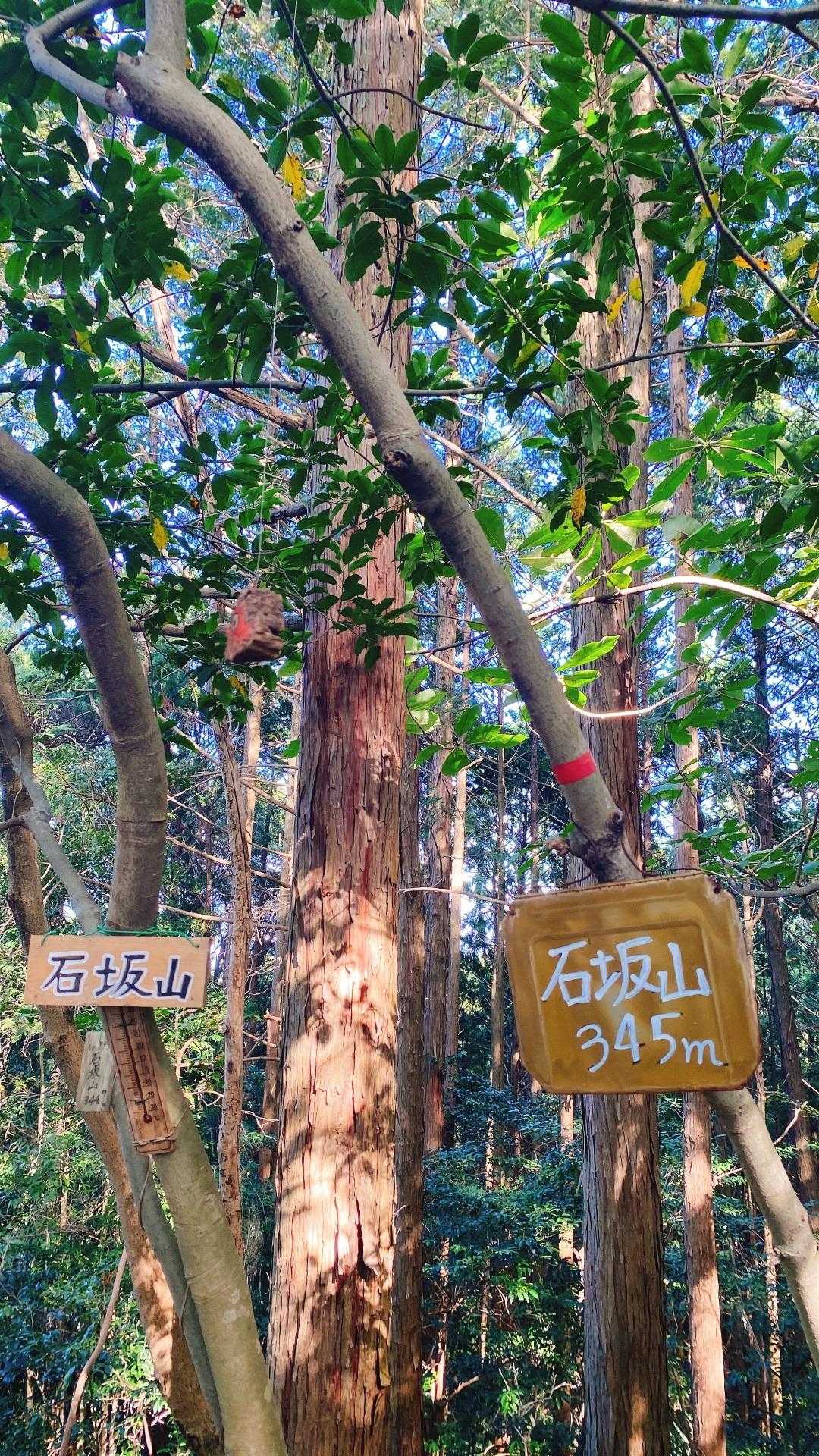 石坂山山頂
眺望なし
ここからが激下り💦