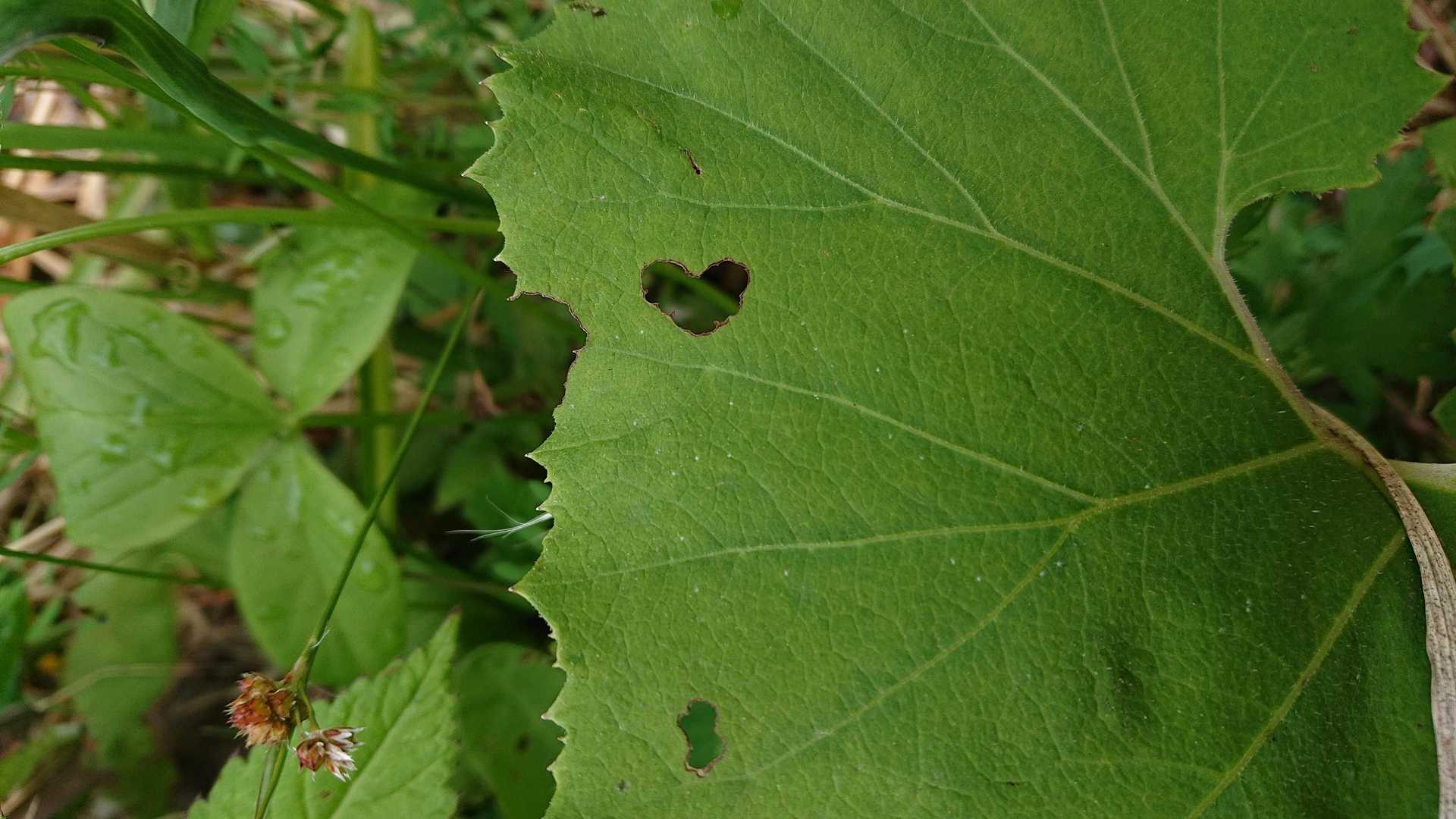 ハート♡‪